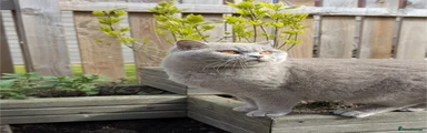 British Shorthair 1