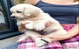 Golden Retriever dogs for sale: Exceptional KC Goldens- MULTI Champions Bloodline - Image 4