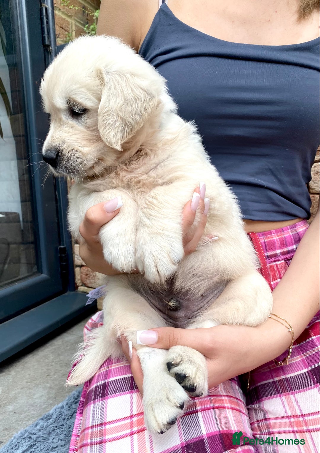 Golden Retriever dogs for sale: Exceptional KC Goldens- MULTI Champions Bloodline - Image 4