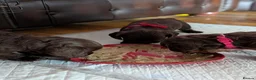 Cocker Spaniel dogs for sale: 7th Gen pure bred Cocker Spaniel pups for sale   - Advert 25