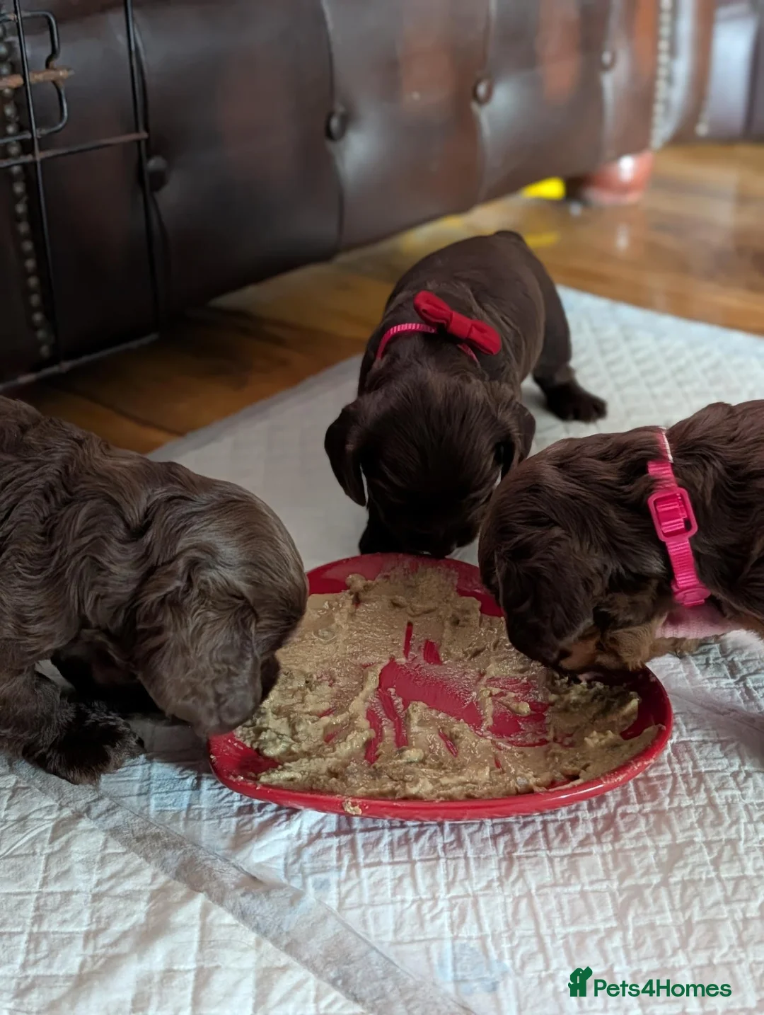 Cocker Spaniel dogs for sale: 7th Gen pure bred Cocker Spaniel pups for sale   - Advert 25