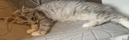 Mixed Breed cats for sale: Female - mix Maine Coon - Advert 4