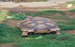 Tortoise reptiles for sale: Male sulcata tortoise 10 years old - Image 10