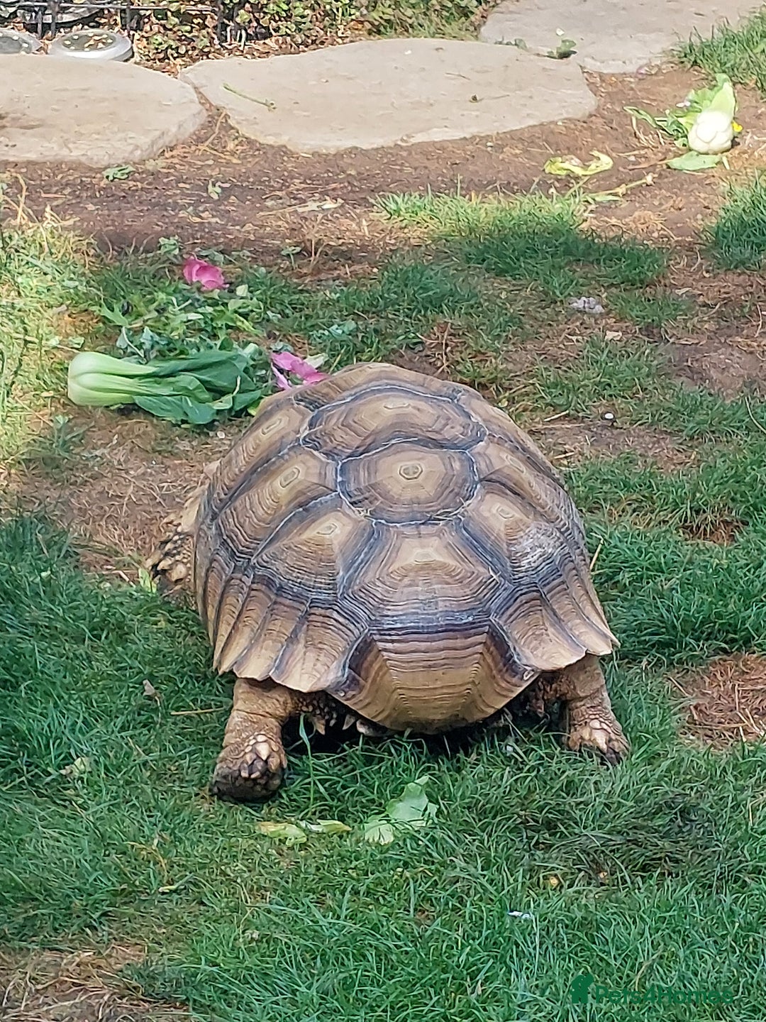 Tortoise reptiles for sale: Male sulcata tortoise 10 years old - Image 10