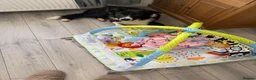 Border Collie dogs for sale: Olly  in Llanelli - Advert 3