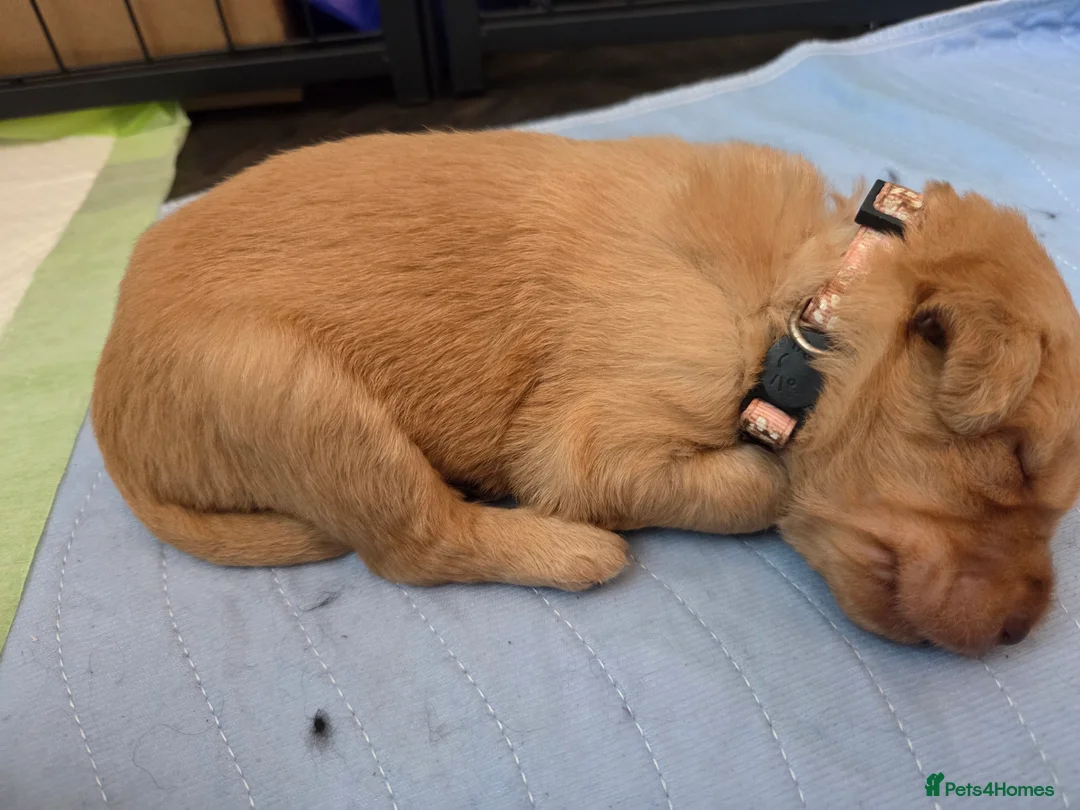 Labradoodle dogs for sale: Labrodoodle Puppies - Advert 5