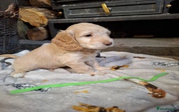 Cockapoo dogs for sale: Beautiful Cockapoo Puppies For Sale  - Image 10