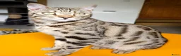 Bengal cats for sale: Gorgeous Brown Rosetted Boy  - Advert 4