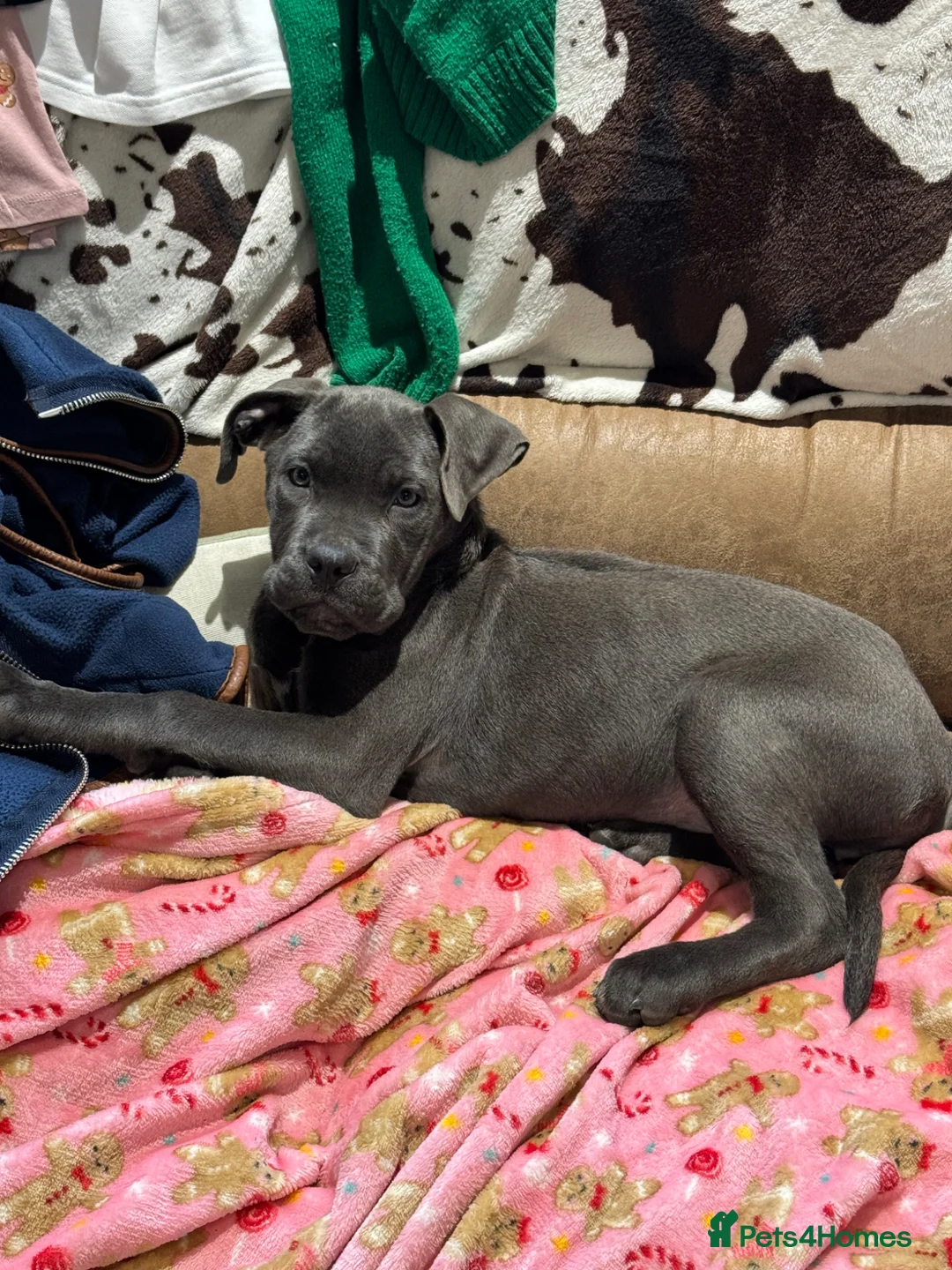 Cane Corso dogs for sale: Skye  - Advert 4