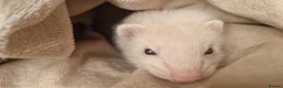 Ferret rodents for sale: Ferret in Haverfordwest - Advert 3