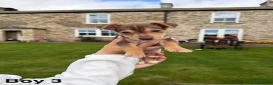 Jack Russell 3