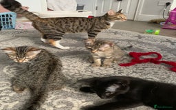 Domestic Shorthair cats for sale: Cute Black Kitten! - Image 6