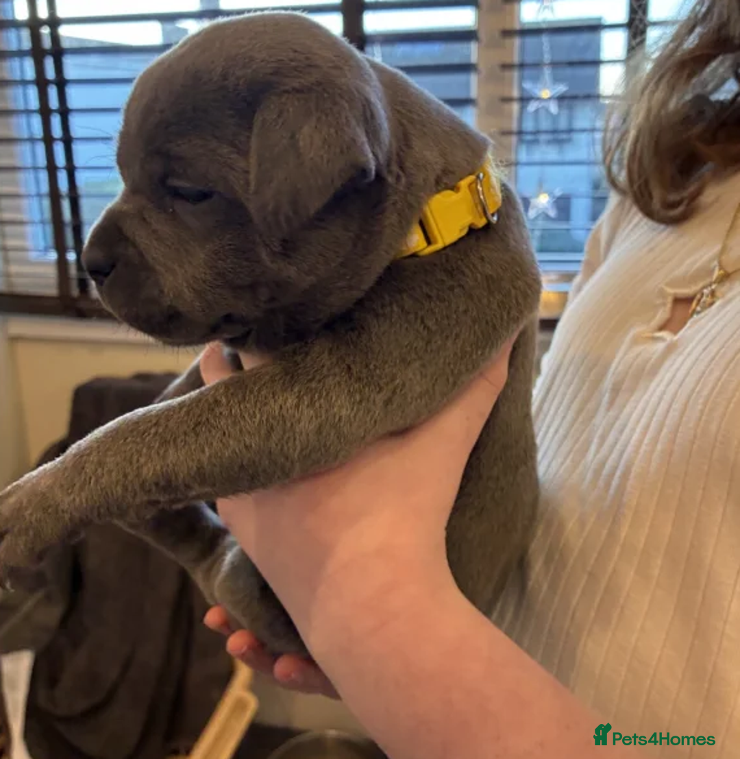 Staffordshire Bull Terrier dogs for sale: Classic Staffy Looks, Softest Hearts - Advert 3