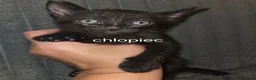 Mixed Breed cats for sale: 3 kittens - Advert 3