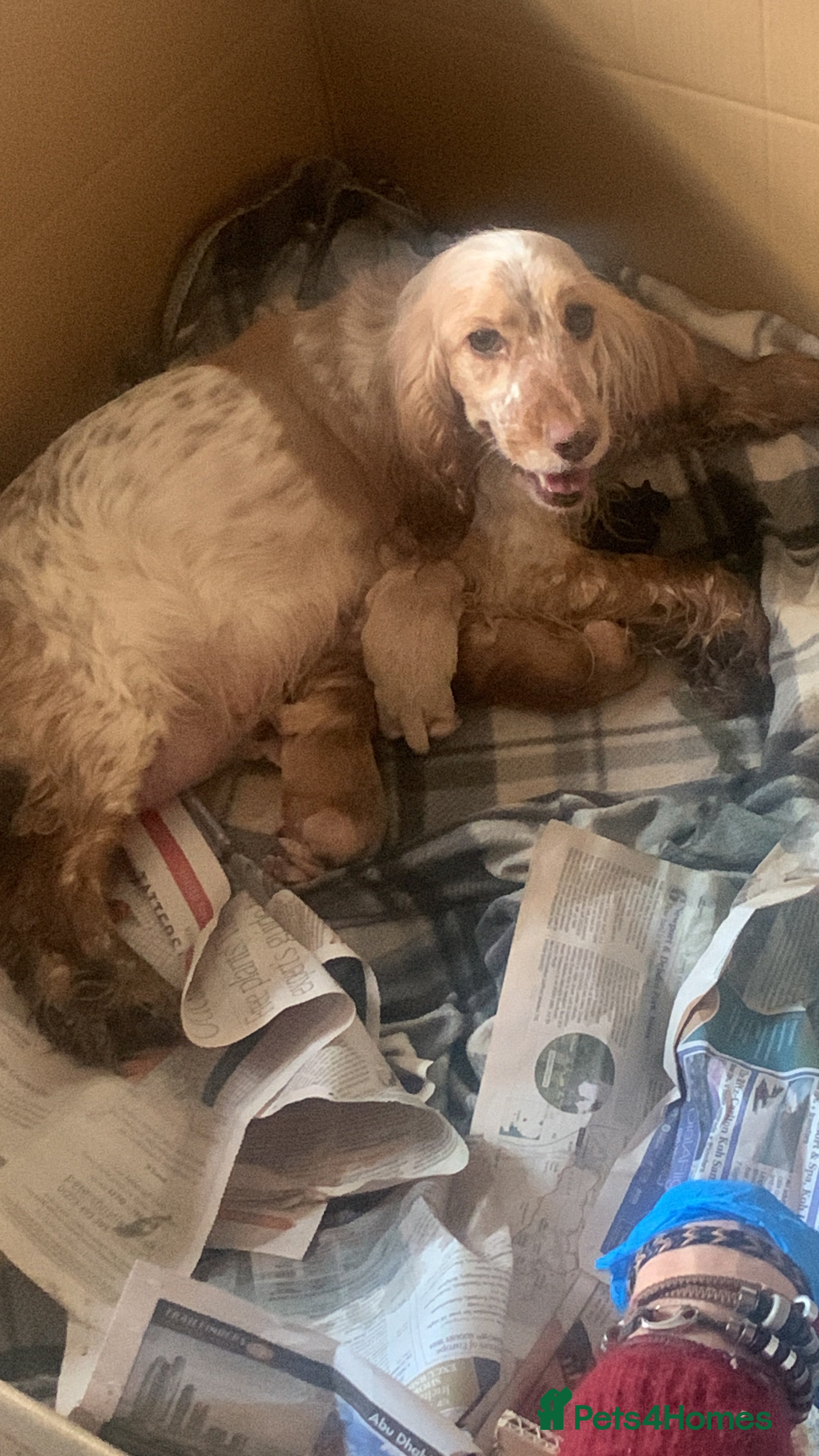 Cocker Spaniel dogs Stunning show type cocker spaniel pups  - Advert 4