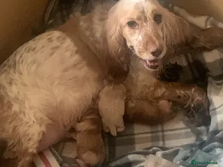 Cocker Spaniel dogs Stunning show type cocker spaniel pups - Advert 4