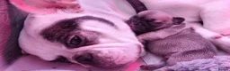 French Bulldog dogs for sale: Unique White French Bulldogs in Wolverhampton - Advert 5