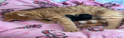 Mixed Breed cats for sale: 2 beautiful tortie girls - Advert 3