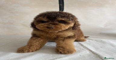 Cockapoo dogs - Advert 3