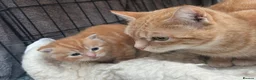 Mixed Breed cats for sale: Pure Ginger Mackerel (Tiger) Coat Patten Tabbies - Advert 2