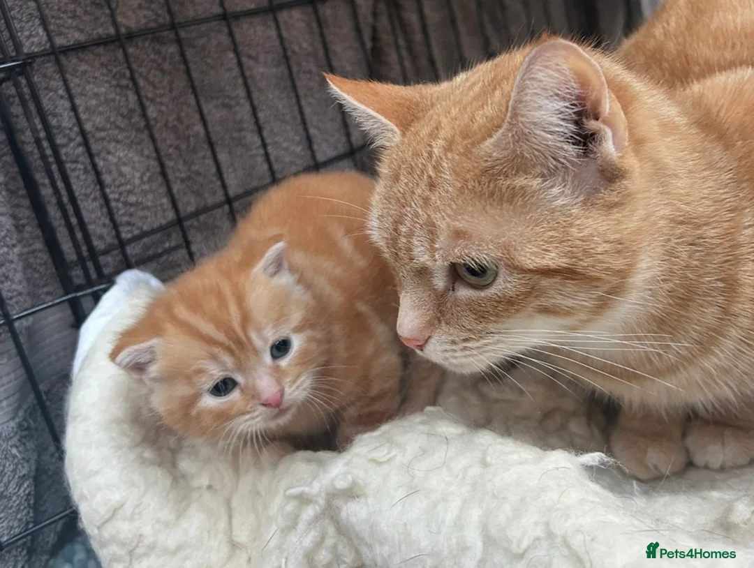 Mixed Breed cats for sale: Pure Ginger Mackerel (Tiger) Coat Patten Tabbies - Advert 2