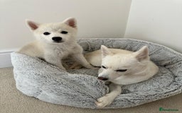 Pomsky dogs for sale: Vergil - Image 18