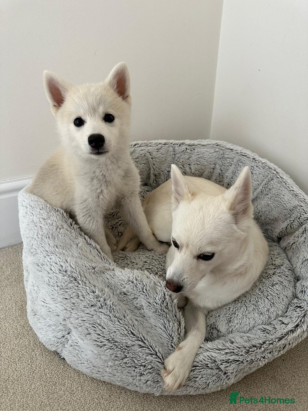Pomsky dogs for sale: Vergil - Image 18