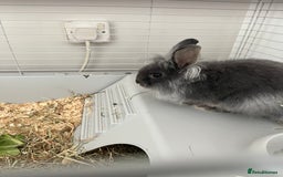 Lionhead rabbits for sale: Male 14 week rabbit - Image 3