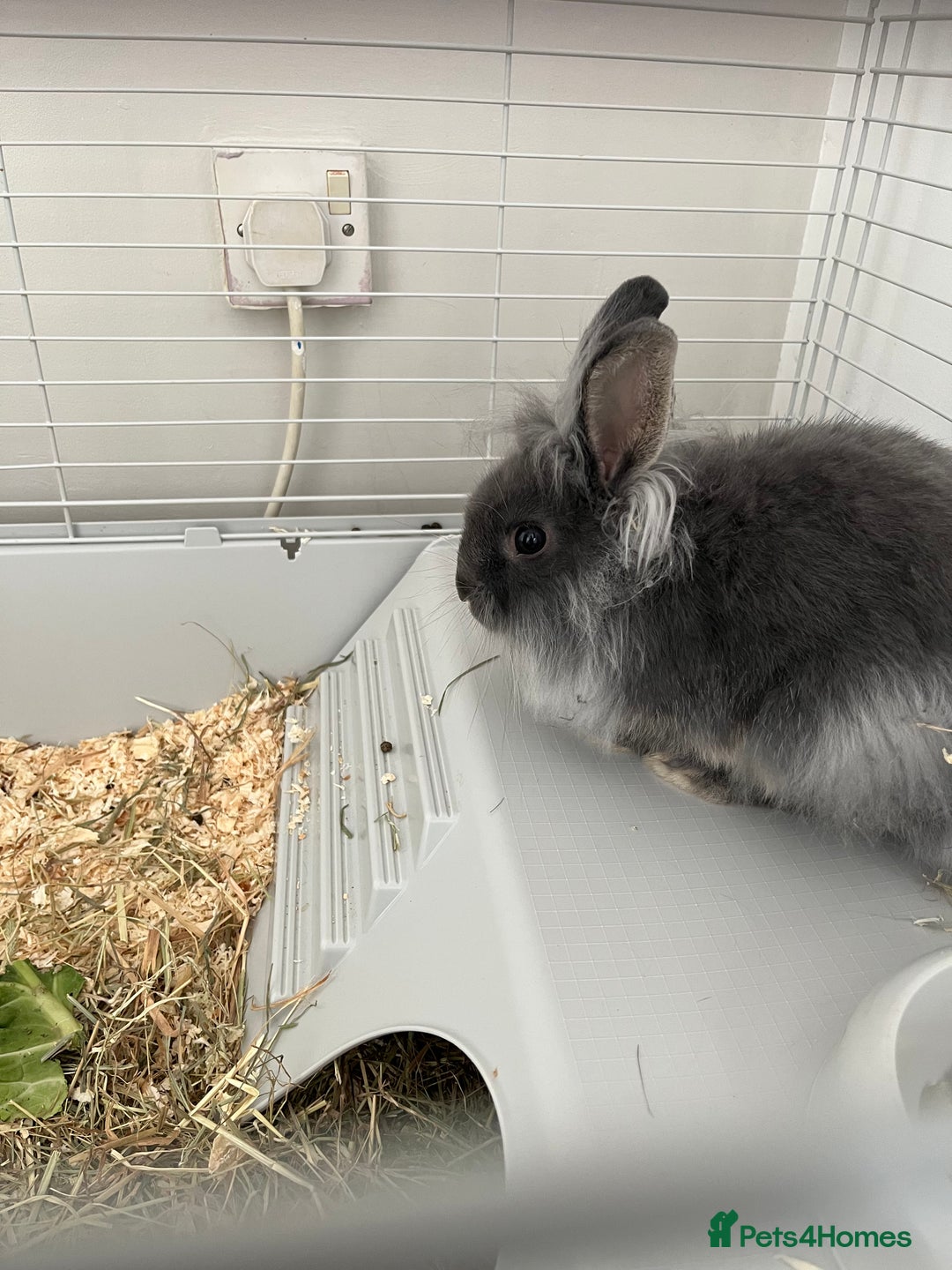 Lionhead rabbits for sale: Male 14 week rabbit - Image 3
