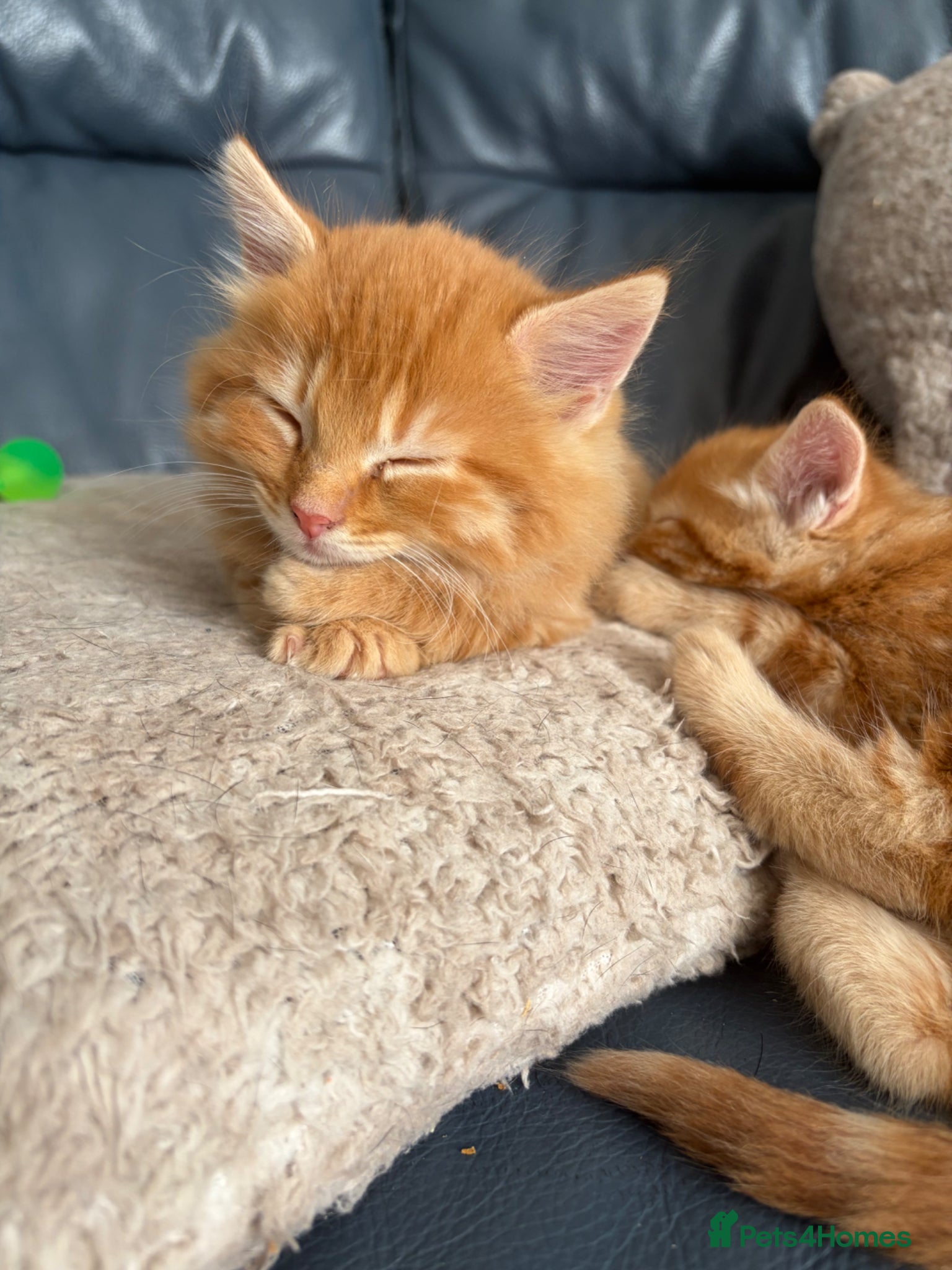 Mixed Breed cats for sale: 4 beautiful male ginger kittens  in Bristol - Advert 4