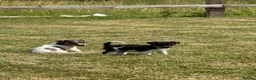 Jack Russell dogs for sale: Jack Russell Puppies  - Advert 6