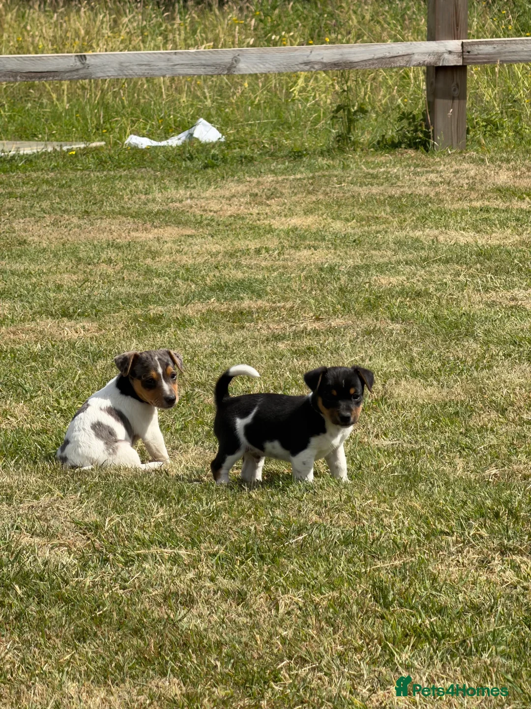 Jack Russell dogs for sale: Jack Russell Puppies  - Advert 6