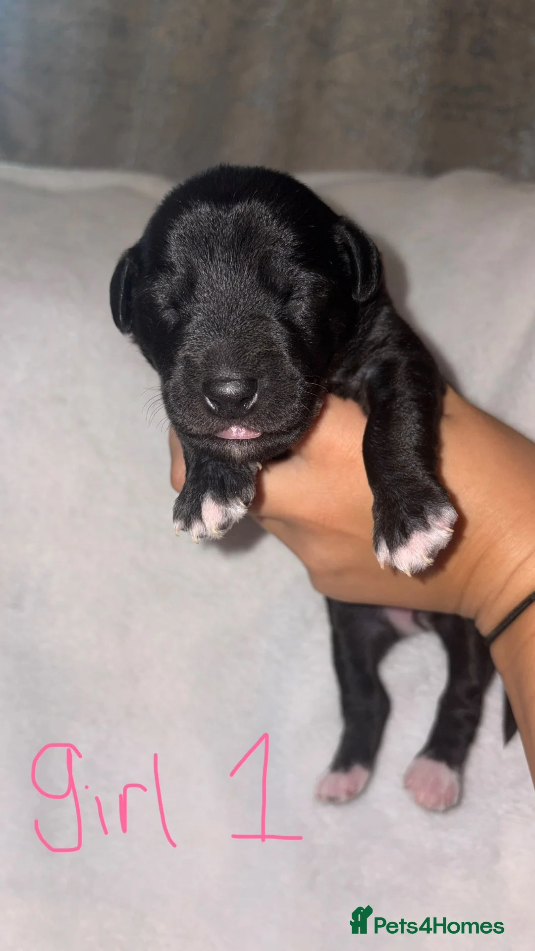 Mixed Breed dogs for sale: BEDLINGTON WHIPPETS  - Advert 2