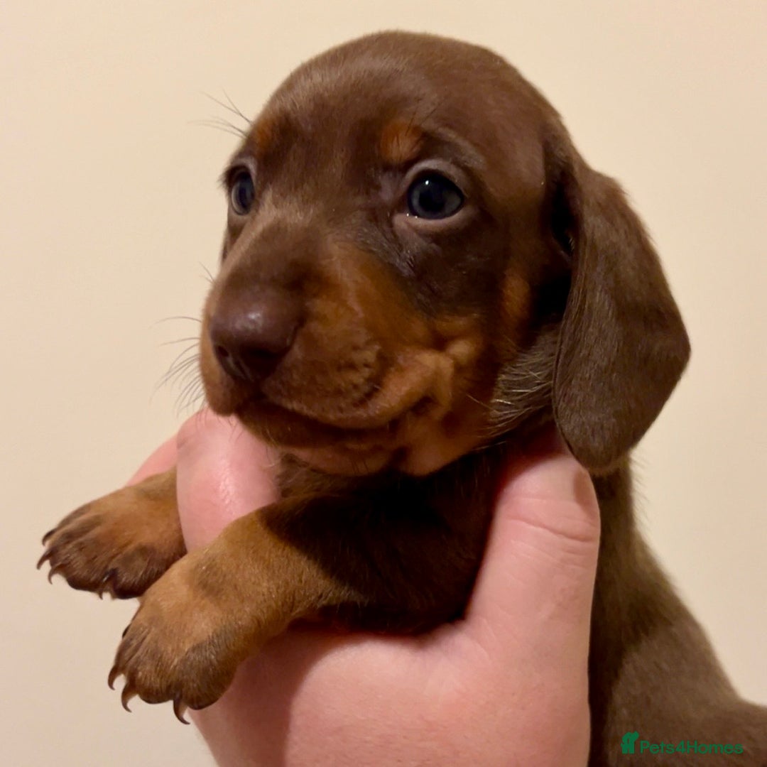 Miniature Dachshund dogs for sale: 🐾Beautiful kc mini dachshund pups ready 20 Dec🐾 - Advert 17