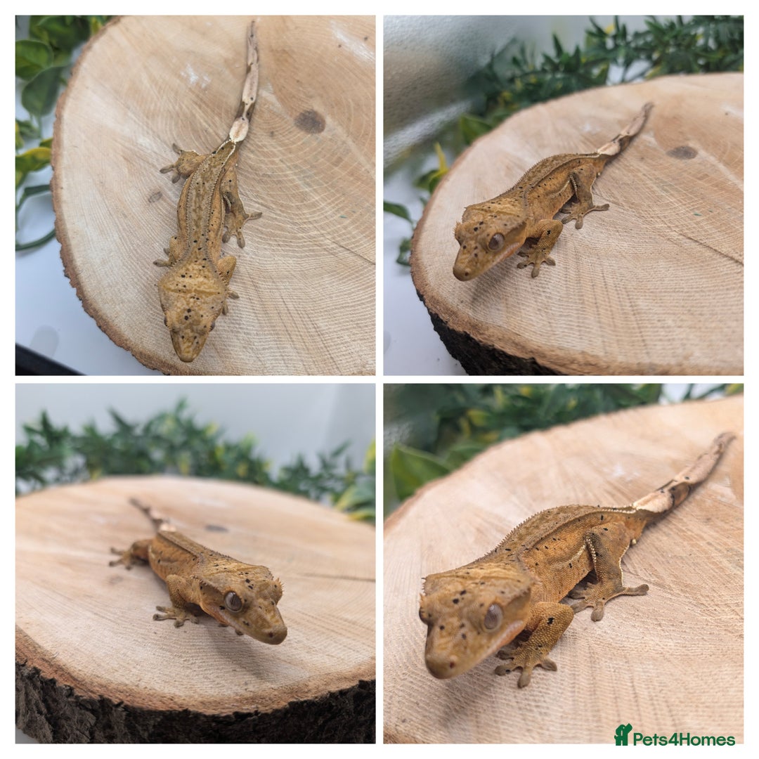 Gecko reptiles for sale: Mixed Morph Crested Gecko - Advert 2