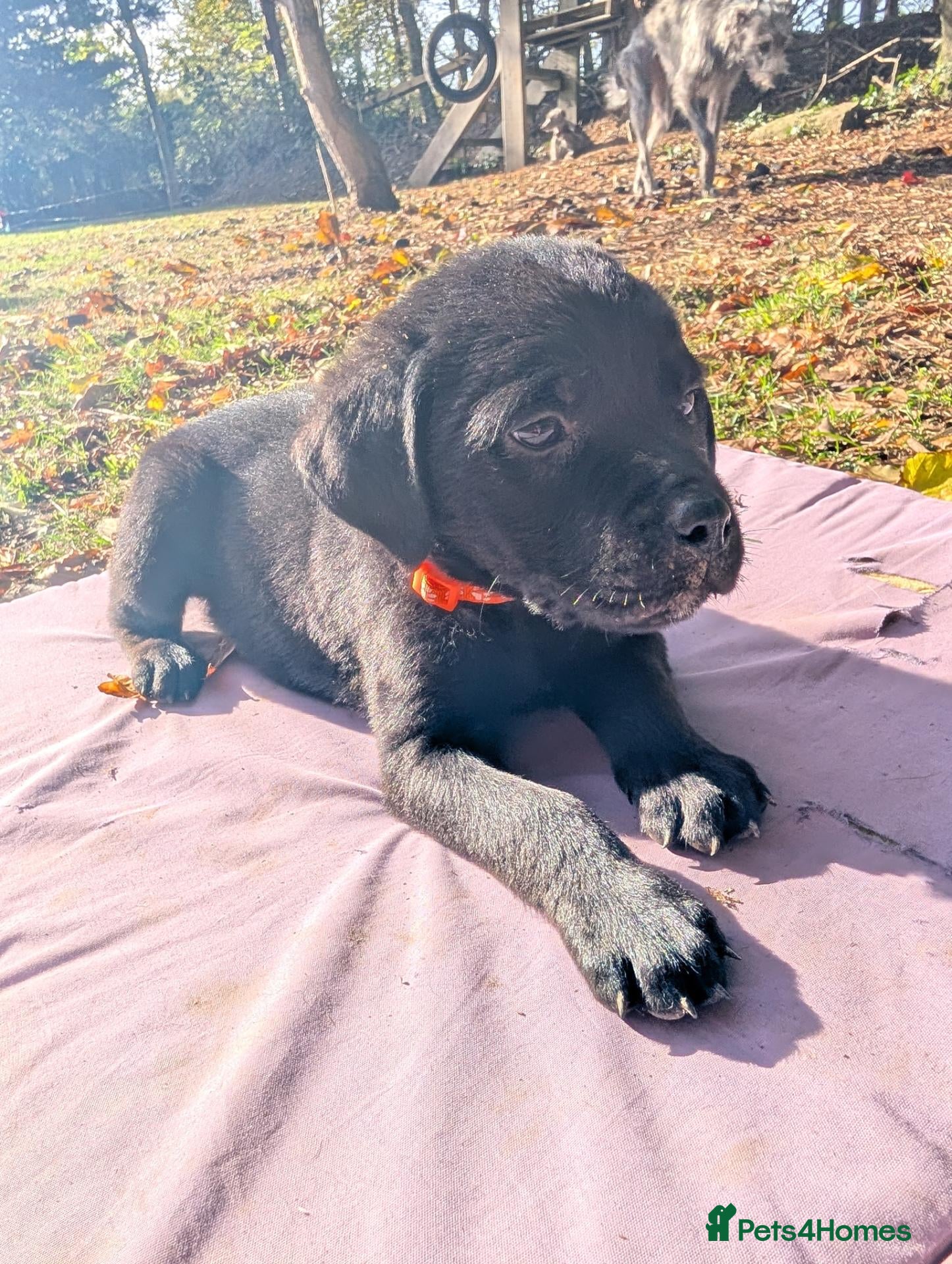 Mixed Breed dogs for sale: Labrador x rottweiler pups  - Advert 2