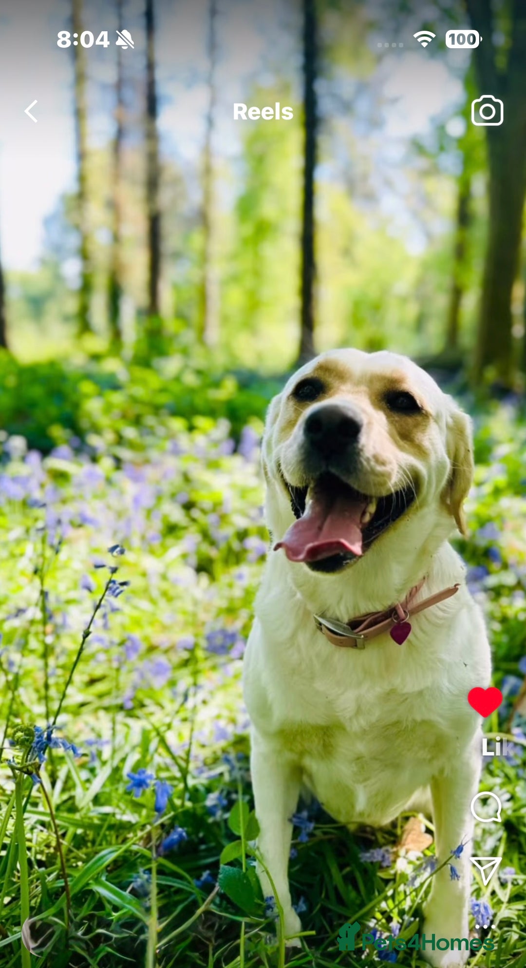 Golden Retriever dogs for sale: Health Tested, champion bloodlines Great with Kids - Advert 27