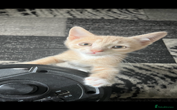 Mixed Breed cats for sale: 3 beautiful kittens available now! - Image 5