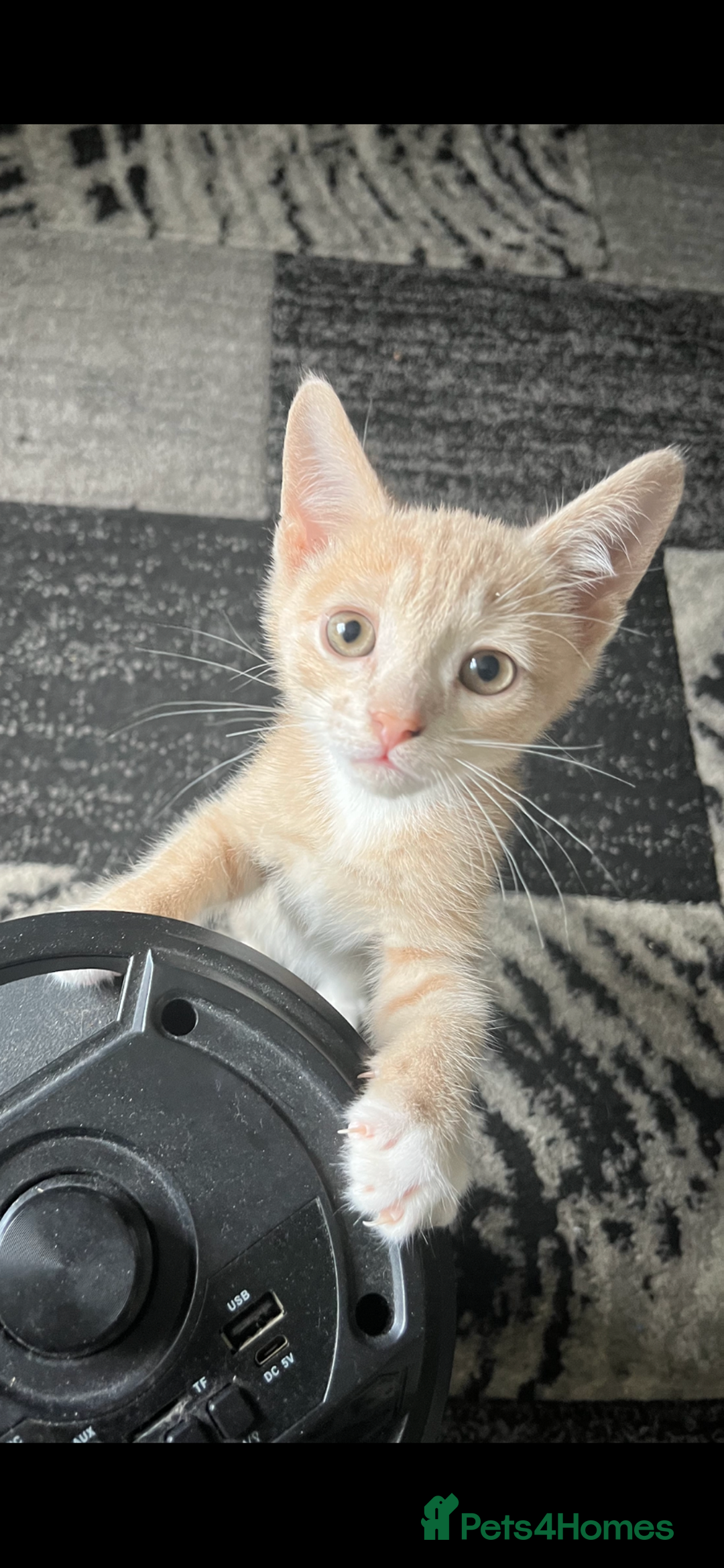 Mixed Breed cats for sale: 3 beautiful kittens available now! - Image 5