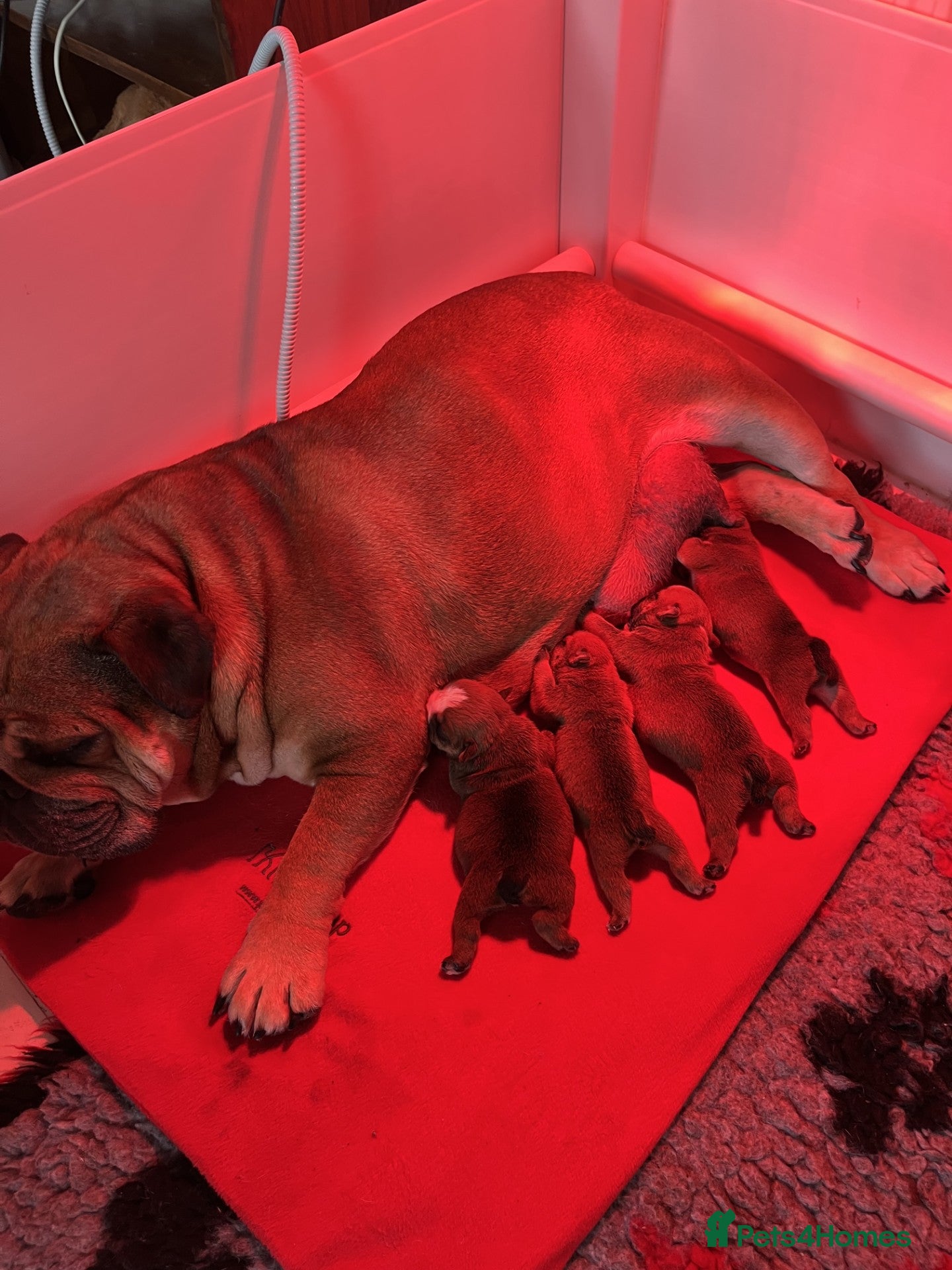 English Bulldog dogs red and white bulldog pupps  - Advert 1