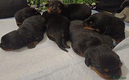 Rottweiler dogs for sale: Purebred Rottweiler Puppies Family Raised! 🐾 - Image 5