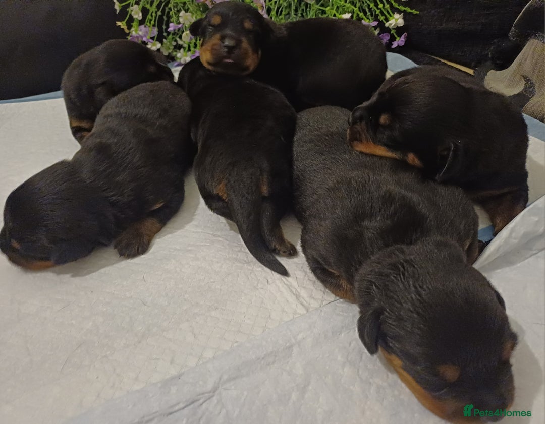 Rottweiler dogs for sale: Purebred Rottweiler Puppies Family Raised! 🐾 - Image 5