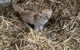 Mixed Breed cats for sale: Beautiful farm kittens  - Image 6