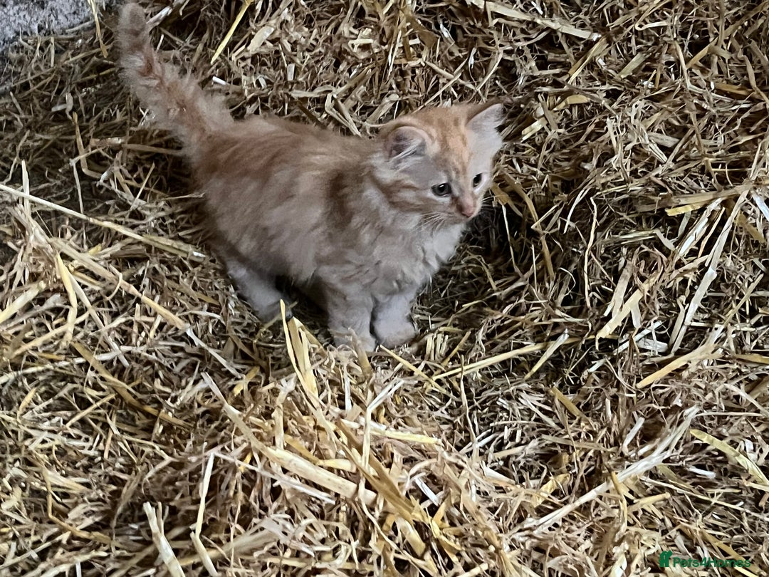 Mixed Breed cats for sale: Beautiful farm kittens  - Image 6