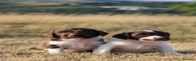 English Springer Spaniel 6