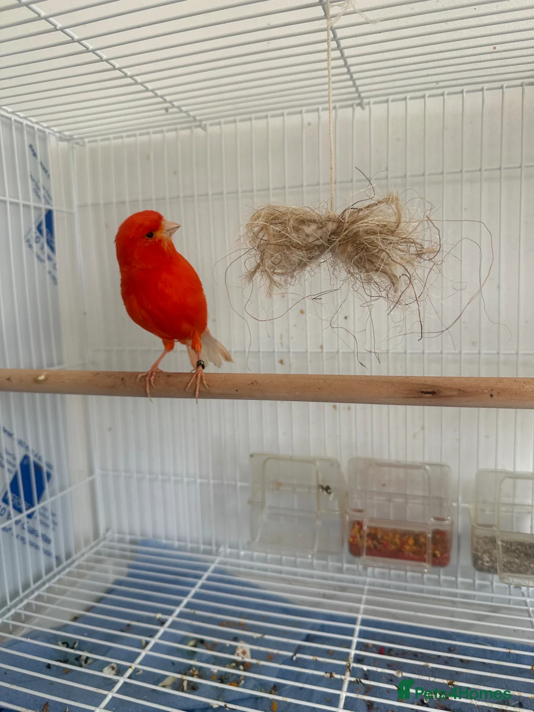 Canaries birds for sale: Female red factor for swap in Ashby-de-la-Zouch - Advert 2