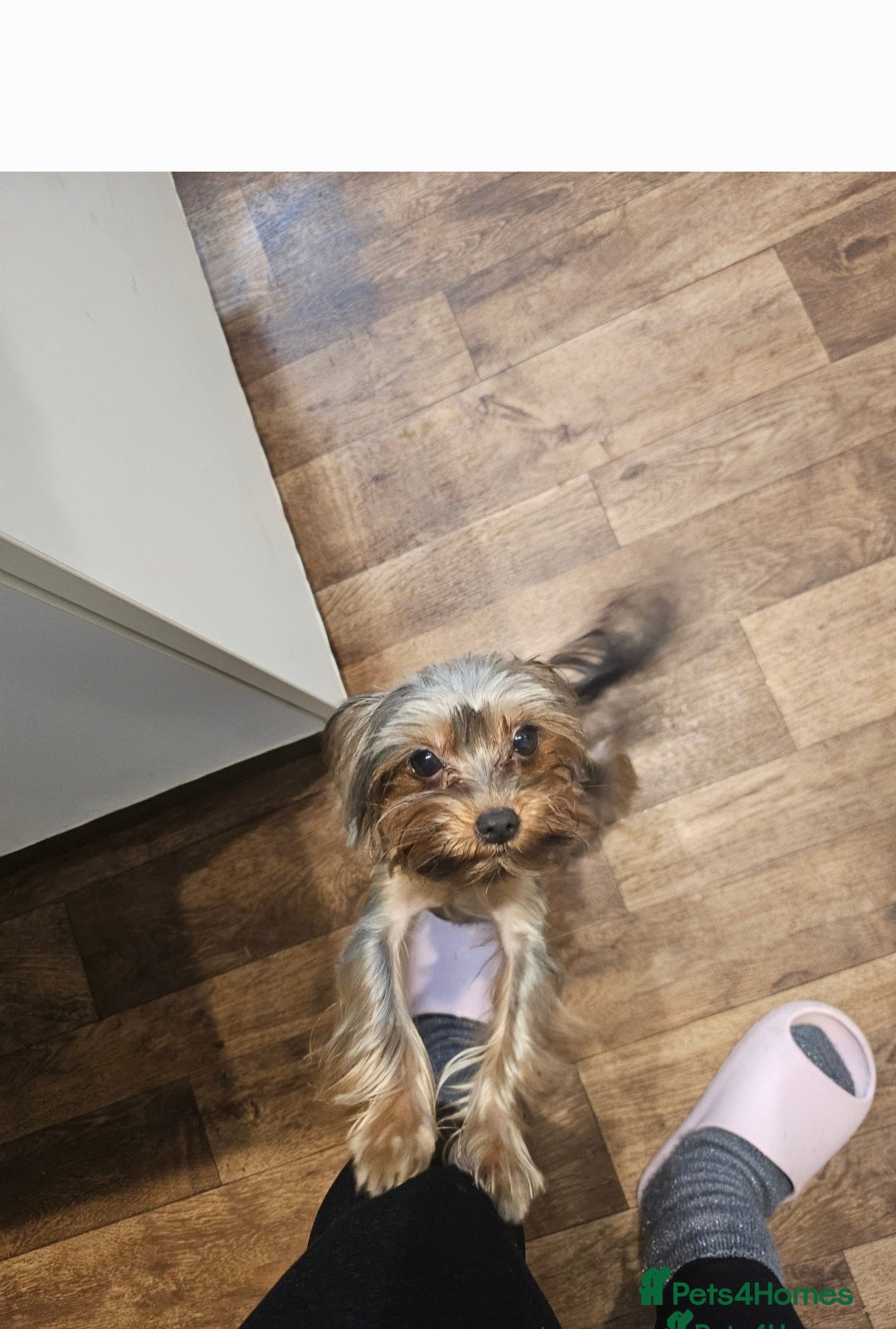 Yorkshire Terrier dogs for sale: Little boss - Advert 7