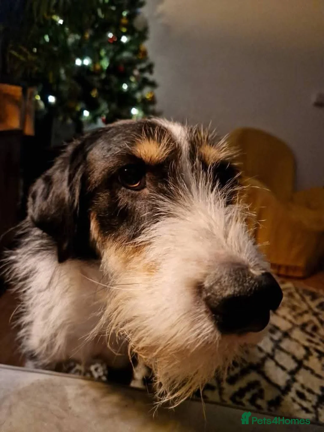 Mixed Breed dogs for adoption: Meet Baxter, currently residing in Cornwall  in Newquay - Advert 6