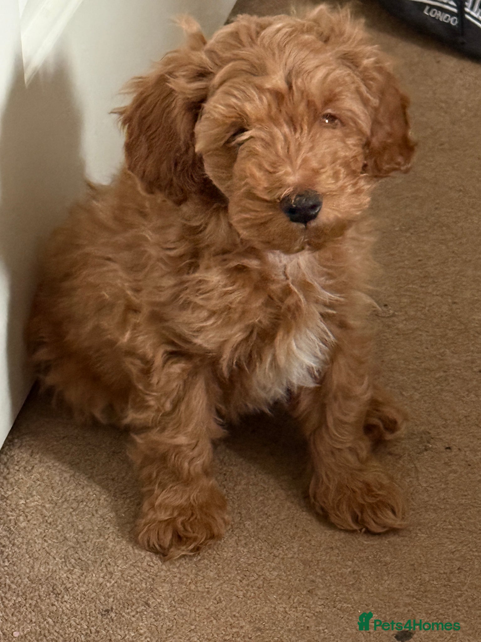 Cockapoo dogs Toy Poodle x Cockapoo Puppies - Last Puppy - Advert 5