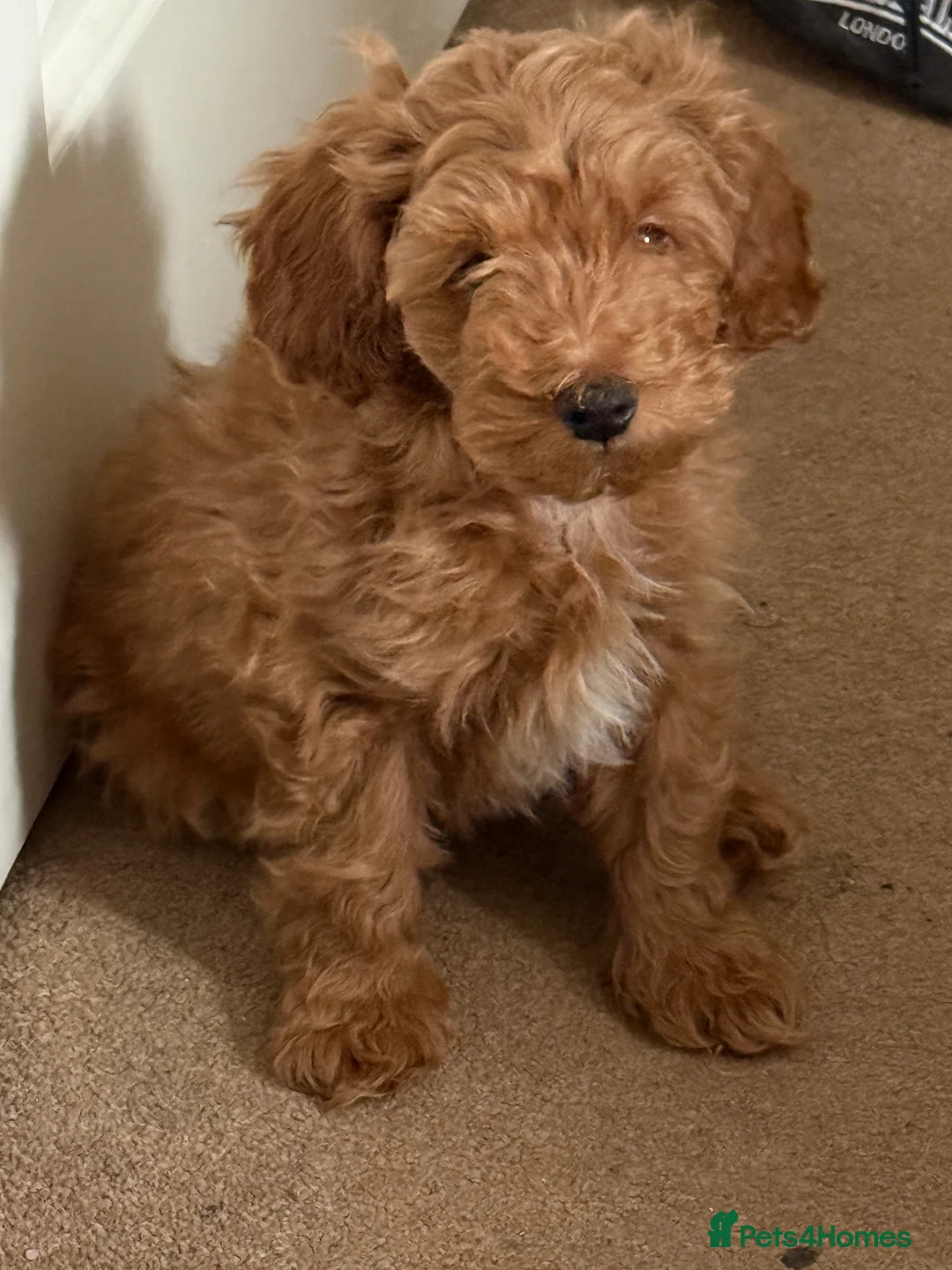 Cockapoo dogs for sale: Toy Poodle x Cockapoo Puppies - Last Puppy - Advert 1